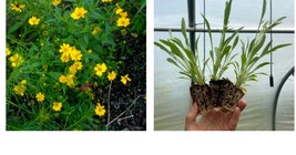 Coreopsis lanceolata | Lanceleaf Tickseed | Starter Plant Plug | Showy  - $33.99