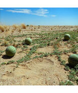 5PCS Citrullus lanatus var. citroides Watermelon Seeds - $727.34 MXN