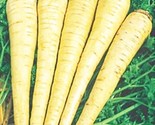 200Parsnip Seeds All American Parsnip Seeds(Pastinaca Sativa) Fast Shipping - $8.99