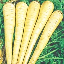 200Parsnip Seeds All American Parsnip Seeds(Pastinaca Sativa) Fast Shipping - £7.22 GBP