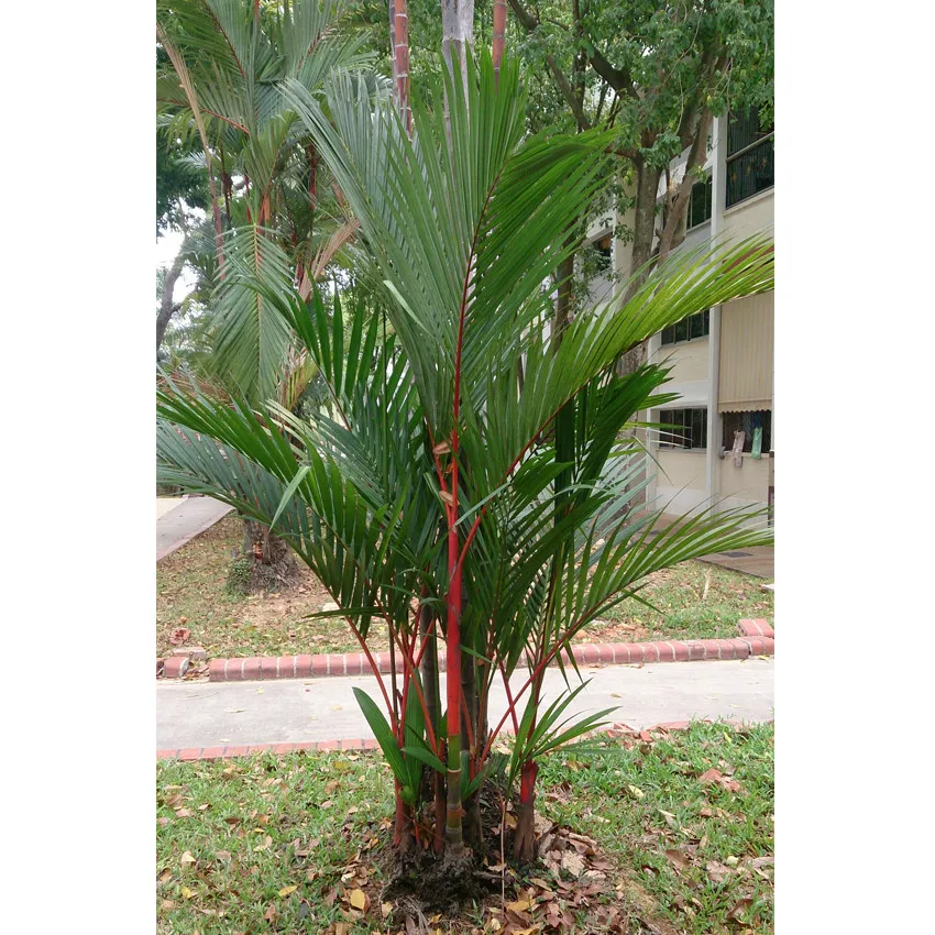 100 Seeds Getting to Know the Lipstick Palm Cyrtostachys Seeds: Their Uniqueness - £7.64 GBP