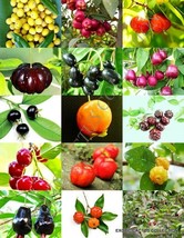 CHERRIES MIX rare wild CHERRY exotic edible fruit jam jelly sweet seed 100 seeds - £13.36 GBP