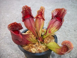 Carnivorous Purple Pitcher Plant (Sarracenia Purpurea Venosa) 3.75 inch Pot - £15.52 GBP