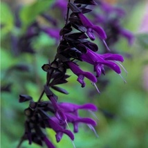 50 Seeds Purple Black Salvia Flower Perennial Flowers Hummingbird - £6.22 GBP