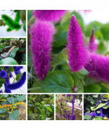 Hot New Acalypha Hispida Chenille Plant Red-Hot Cattail Beautiful Home G... - $6.49