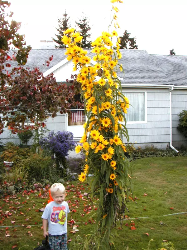 LWS Sunflower Maximilian Perennial Yellow Garden 115 Seeds Fast Shipping - £7.56 GBP