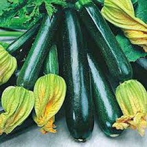 Zucchini Seed, Squash Long Dark Green, Heirloom, Organic, 500+ Seeds, Non Gmo - £10.34 GBP