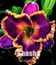 Bonsai Unique 50 Daylilies -Hemerocallis Fulva Day-Lily Flower Mixed Color Flowe - £3.98 GBP