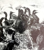 Double Crested Cormorants In Rookery Manitoba 1936 Bird Print Nature DWU13 - £15.06 GBP
