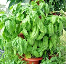 301 Italian Large Leaf Basil Seeds Organic Herb Summer Garden Patio Container - £8.96 GBP