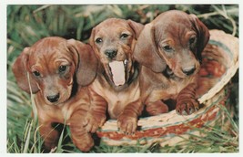 Vintage Postcard Dachshund Puppies in Basket 1960&#39;s Lusterchrome Dog Card - £6.32 GBP