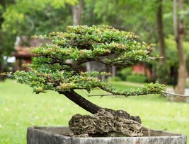 HSE Money Plant Bonsai Tree Seeds -30 Seeds - Weeping Fig - Ficus benjamina, Exc - $13.47