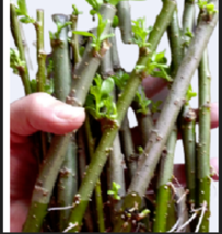 Dozen Hybrid Willow Tree Cuttings -  Fast Growing Trees - $13.99