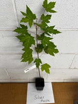 Silver Maple qt pot (Acer saccharinum) image 2