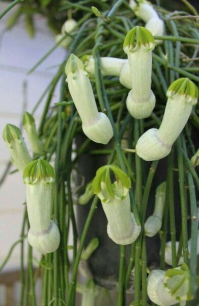 Best 25 Seeds Bushman's Pipe Flower Penis looking Exotic Tropical Houseplant