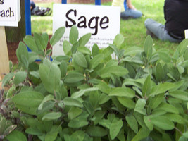 Grow In US Sage Perennial Herb Garden Salvia Officinalis 30 Seeds  - £5.68 GBP