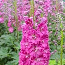 50 Bright Pink Delphinium Garden Flower Bloom Flowers Perennial Seeds  - £13.45 GBP