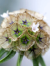 50 Seeds Scabiosa Atropurpurea &#39;Black Knight&#39; Flower Seeds - £4.69 GBP