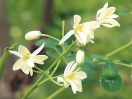 Moringa Oleifera Pkm2 5 Seeds USA Seller Garden Fresh - $23.90