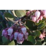 Arctostaphyllos Canescens Manzanita 5 seeds Fresh Gardening - $24.39 CAD
