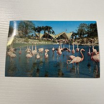 Flock of Flamingos at Busch Gardens Postcard - $2.34
