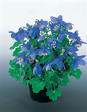 Must-Have Aquilegia Cameo Blue &amp; White 1,000 seeds - $4,109.77 MXN