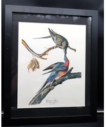 Vtg Passenger Pigeon Plate Print John James Audubon Colored Birds of Ame... - $249.99