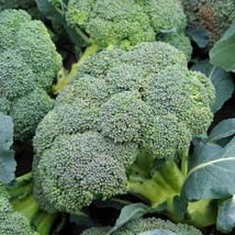 HGBO 50 Seeds Broccoli Seeds Waltham 29Heirloom Organic Non Gmofresh From US - £6.72 GBP