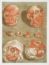 11348.Decor Poster.Home room Wall art.1750 Medical anatomy.Medical history.Heads - £12.71 GBP+
