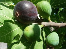 Fig Tree - &#39;Black Mission&#39; - Fruiting Fig Tree - Ficus Carica - £28.47 GBP