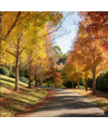 15 American Sweet Gum Tree Seeds (Liquidambar styraciflua) Free Shipping - $11.48 CAD