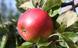 25+ Freedom Apple Seeds for Garden Planting  SS - £7.21 GBP