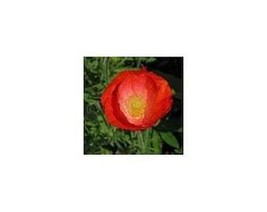 Seeds USA Seller 25 American Legion Red Poppy Seeds - £9.45 GBP