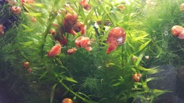 35 Ramshorn Snails -Great to Cycle Tank-Fish Food-Cleanup Crew-Betta Buddy ! - £30.59 GBP