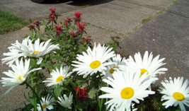 1200 Seeds Daisy, Shasta Alaska Perennial White - £9.38 GBP