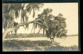 Vintage AZO Postcard RPPC Real Photo Swamp Tree Spanish Moss 1919 - £11.86 GBP