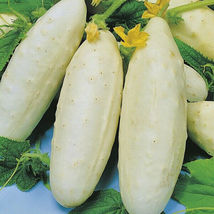 50 White Wonder Cucumber Seeds Non-GMO - £3.56 GBP