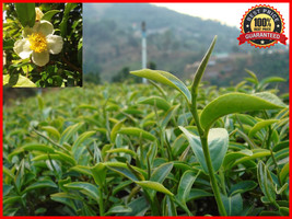 50 Seeds Fresh Green Tea Plant Seeds - Camellia Sinensis - Original Gree... - £23.12 GBP