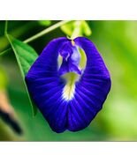 Blue Butterfly Pea Seeds | 25 Clitoria Ternatea Seeds | Asian Pigeonwings Tropic - $9.67