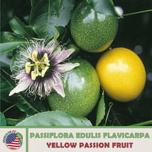 US Seller 10 Yellow Passion Fruit Seeds, Passiflora Edulis, Heirloom, No... - £8.13 GBP