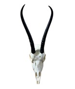 Real Springbok Skull -  Female Deer with metal bracket -Female Antelope ... - €41,84 EUR