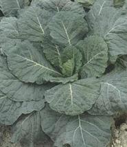 100 Seeds Collards Vates Vegetable Seeds - £20.73 GBP