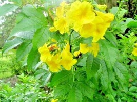 THJAR 20 Yellow Bells Seeds   (  Esperanza  ) -  Tecoma Stans - £7.90 GBP