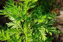1000 Artemisia annua Seeds,Sweet Wormwood, Sweet Annie, Sweet sagewort, - $8.00