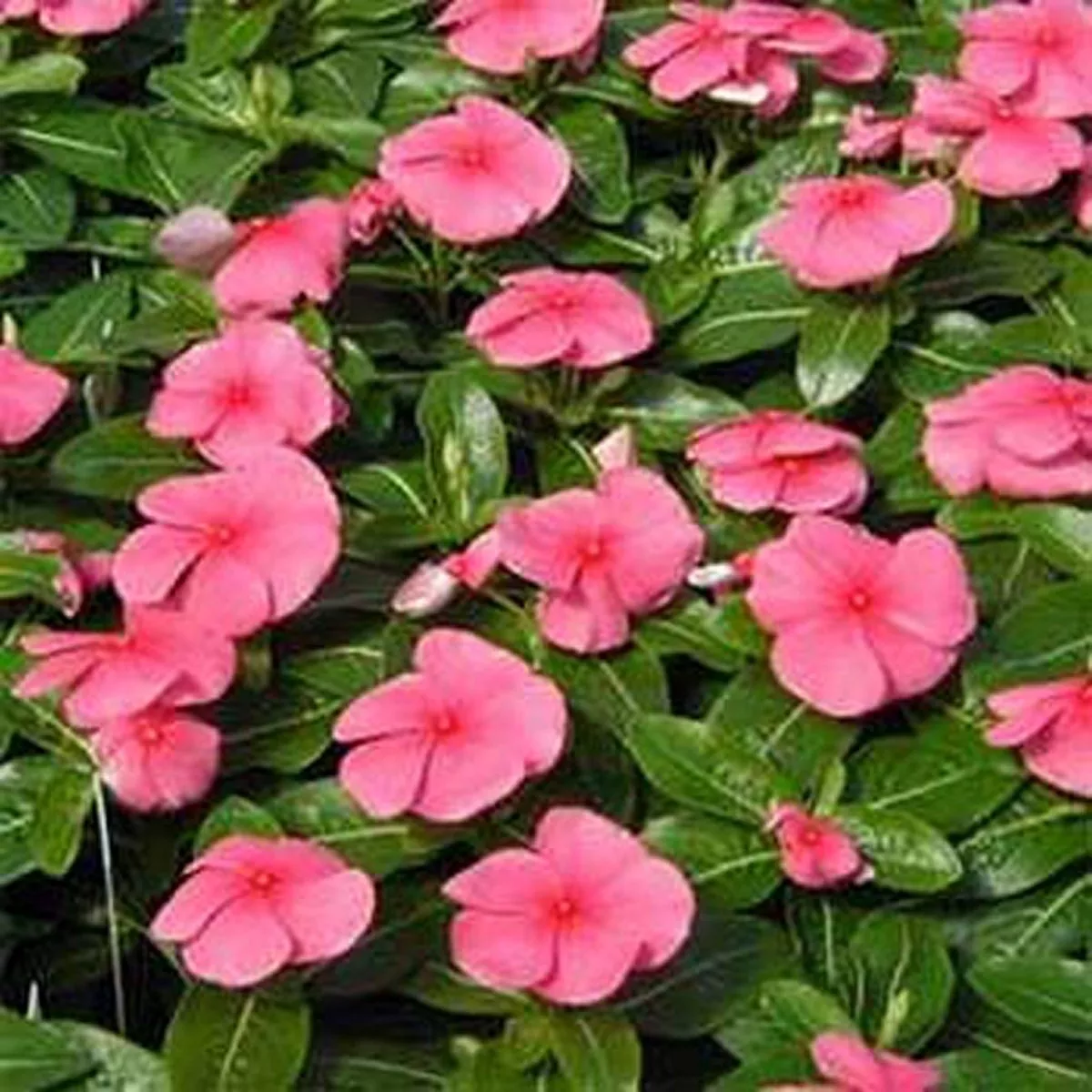 US Seller 50 Seeds Vinca Periwinkle Pink - £7.65 GBP