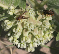 Asclepias Arenaria  Sand Milkweed  20_Seeds From US - £11.06 GBP