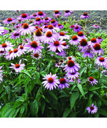 1500 Purple Coneflower Seeds (Echinacea Purpurea) Organic - $4.99