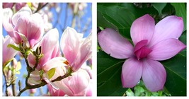 2 Plants Ann Magnolia 2.5 inch Potted Purple White Pink Flowering Tree Shrub - £53.24 GBP