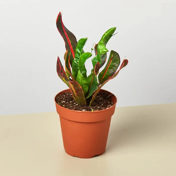 25+ Seeds Croton Mammy Plant - $11.39
