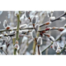 Giant White Pussy Willow (Salix chaenomeloides) 4&quot; Pot Size - $46.00